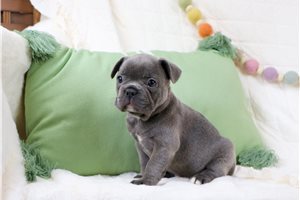 Dawn - French Bulldog for sale