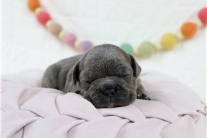 Darris - puppy for sale