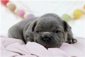 Dawn - French Bulldog for sale