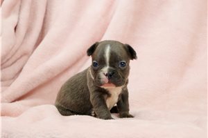 Buttercup - puppy for sale
