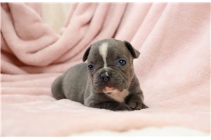 Blossom - French Bulldog for sale