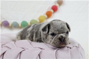 Darius - puppy for sale