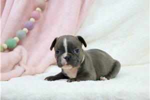 Buttercup - French Bulldog for sale