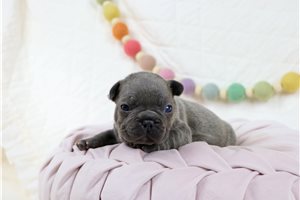 Dargo - puppy for sale
