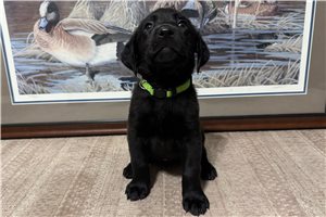 LightGreenCollar - Labrador Retriever for sale