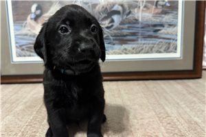 Blue Collar - Labrador Retriever for sale