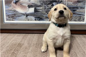 LightBlue Collar - Labrador Retriever for sale