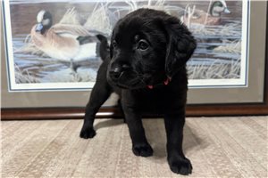 Pink Collar - Labrador Retriever for sale