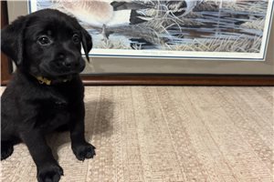 Yellow Collar - Labrador Retriever for sale