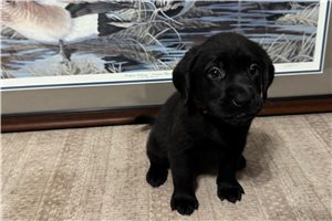 Orange Collar - Labrador Retriever for sale