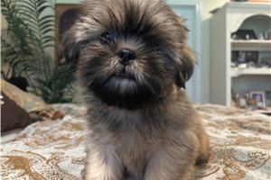 Larry - Shih Tzu for sale