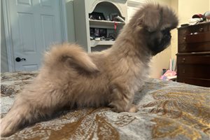Leroy - puppy for sale