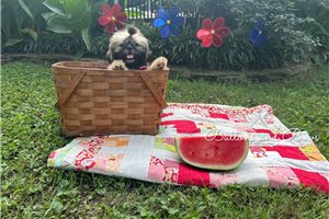 Lolly - Shih Tzu for sale
