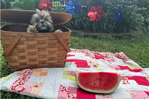 Larry - Shih Tzu for sale