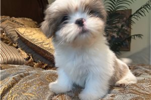 Lester - puppy for sale