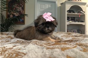 Lolly - Shih Tzu for sale