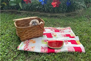 Leroy - Shih Tzu for sale