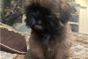 Lilly - Shih Tzu for sale