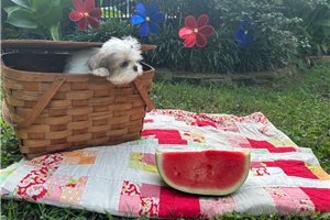 Lester - Shih Tzu for sale