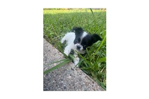 Addison - Chihuahua for sale