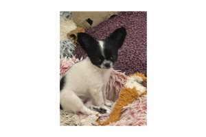 Addison - Chihuahua for sale