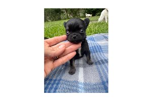 Anya - Chihuahua for sale