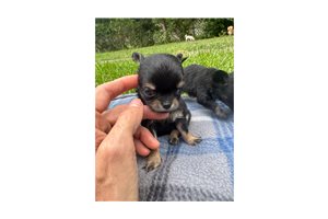Alice - puppy for sale