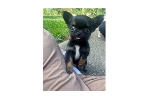 Anya - Chihuahua for sale