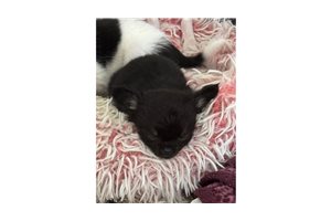 Anya - Chihuahua for sale