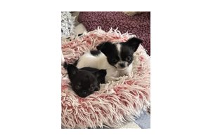 Addison - Chihuahua for sale