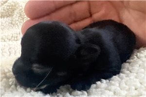 Anya - Chihuahua for sale