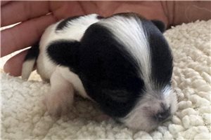 Addison - puppy for sale