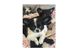 Addison - Chihuahua for sale