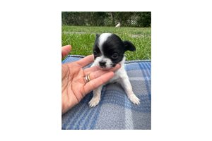 Addison - Chihuahua for sale
