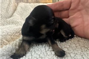 Alice - Chihuahua for sale