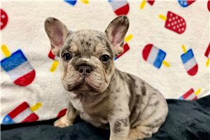 Wayne - puppy for sale