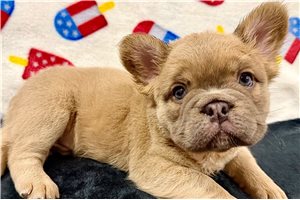 Flash - puppy for sale