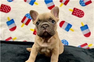 Selina - French Bulldog for sale