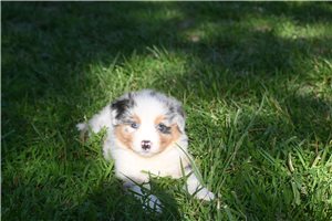 Raine - Australian Shepherd for sale