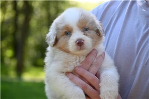 Rio - Australian Shepherd for sale