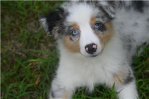 Rena - Australian Shepherd for sale