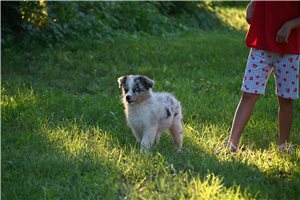 Rena - Australian Shepherd for sale