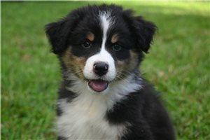 Ajax - Australian Shepherd for sale