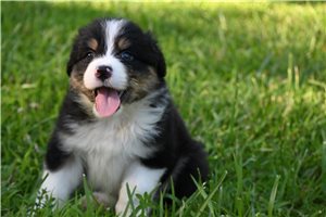 Ajax - Australian Shepherd for sale