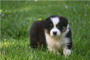 Ember - Australian Shepherd for sale