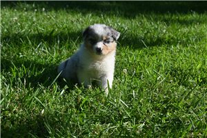 Rena - Australian Shepherd for sale