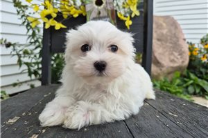 Baxter - puppy for sale
