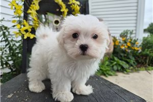 Bentley - puppy for sale