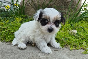 Allie - Morkie / Yorktese for sale