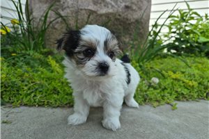 Apollo - Morkie / Yorktese for sale